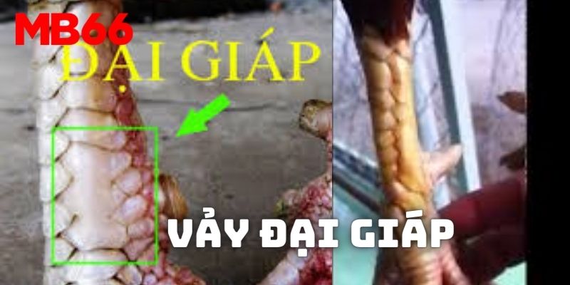 Cách xem vảy gà tốt xấu Đại giáp