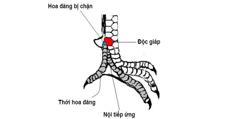 Lý do người chơi nên xem vảy ngón chân gà chọi